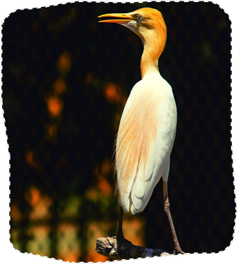 cattle-egret