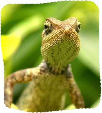 chameleon