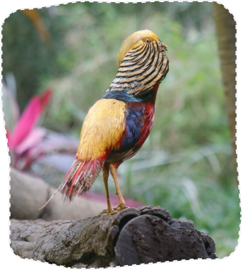 golden-pheasant