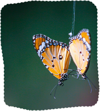Stripped Tiger Butterfly